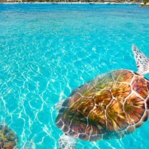 Revitalizing Riviera Maya Yoga, Nature & Ocean Retreat