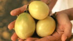 Proyecto Palmita - Imagen 3